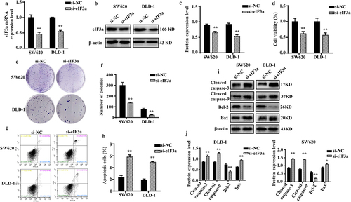 Figure 2. Silencing eIf3a inhibits colorectal cancer (CRC) cell proliferation. (a) eIF3a mRNA expression following si-eIf3a transfection of SW620 and DLD-1 cells was detected using real-time PCR; (b, c) eIf3a protein levels following si-eIf3a transfection were detected via western blotting; (d-f) Cell proliferation following si-eIf3a transfection was determined via MTT (D) and colony formation assay (e, f); (g, h) the apoptosis rate of cells following si-eIf3a transfection was detected using Annexin V-FITC/PI flow cytometry; (i, j) the effect of eIf3a silencing on apoptosis-related proteins was detected via western blot following si-eIf3a transfection. * p < .05, ** p < .01 vs si-NC group.