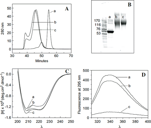 Figure 5. Influence of extension arms on molecular, solution, and conformational properties of HexaPEGylated albumin. A: Hydrodynamic volume of hexaPEGylated albumin as reflected by SEC: a: HSA; b: EAF-P5K6- HSA; and c: (TCP-PEG5K)6-HSA. B: Apparent molecular mass of hexaPEGylated HSA as reflected by SDS-PAGE: a: HSA; b: EAF-P5K6-HSA; c: (TCP-PEG5K) 6-HSA. C: Influence of extension arm on the secondary structure (overall α-helical conformation) of hexaPEGylated HSA as reflected by Far UV circular dichroism. D: Influence of extension arm on the overall tertiary structure of hexaPEGylated albumin as reflected by tryptophyl fluorescence (a: HSA; b: EAF-P5K6-HSA; c: (TCP-PEG5K)6-HSA).