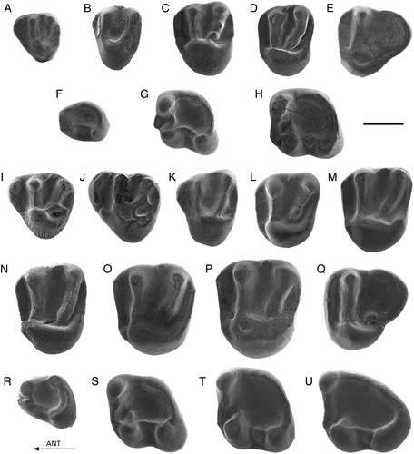 FIGURE 5. A–H, Spermophilinus besana from Sarıçay and Yenieskihisar. A, YE-110, D4; B, SC-103, P4; C, YE-126, M1/2; D, YE-123, M1/2; E, YE-135, M3; F, YE-141, d4; G, YE-151, m1; H, YE-168, m2. I–U, Spermophilinus bredai from Zambal 1, Sarıçay, Bağiçi, and Yenieskihisar. I, YE-105, D4; J, YE-103, D4; K, SC-101, P4; L, Zam1-101, M1/2; M, Zam1-102, M1/2; N, Bag-861, M1/2; O, YE-113, M1/2; P, YE-112, M1/2; Q, YE-131, M3; R, YE-146, p4; S, YE-154, m1; T, YE-164, m2; U, YE-173, m3. All images reversed except E, J, L, and Q. Scale bar equals 1 mm.