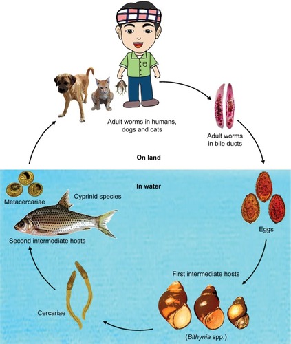 Figure 3 Liver fluke life cycle.