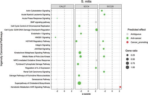 Figure 3. Canonical pathways significantly altered by Streptococcus mitis. Microarray data obtained from co-cultures of OSCC cell lines with S. mitis were analyzed with Transcriptome Analysis Console to identify differentially expressed genes (DEGs), which were in turn processed with Ingenuity Pathway Analysis to identify significantly upregulated and downregulated pathways (P ≤ 0.05; z-scores ≤ −2 or ≥ 2). The effect (red/green) was predicted based on the direction (z score) and known association of the particular pathway with cancer (see text for more details). Gene ratio indicates number of genes from the list that maps to a particular pathway divided by the total number of genes that map to the same pathway.