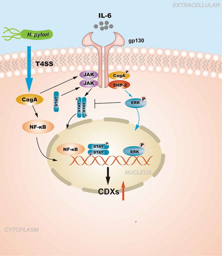 Figure 1. The regulation of CDXs in GIM induced by NF-κB signaling pathway and pro-inflammatory cytokines. H. pylori injects the oncoprotein CagA into gastric epithelial cells using a type IV secretion system (T4SS) to activate the NF-κB signaling pathway. NF-κB activation induces the release of the pro-inflammatory cytokine IL-6, and IL-6 binds to its specific receptor gp130, activating two major signaling pathways: SHP-2/ERK and JAK/STAT. CagA can also affect the signal transduction of gp130 regulation, and the resulting biological effect depends on the tyrosine phosphorylation status of CagA. Moreover, the SHP2/ERK and JAK/STAT signaling pathways are considered to play opposite roles in gastric epithelial cells.