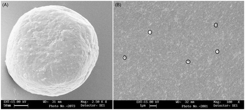 Figure 4. SEM image of selegiline-loaded nanospheres (A) and buccal film F3 (B) impregnated with nanospheres.