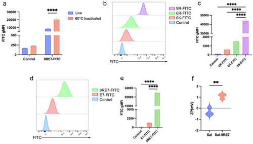 Figure 1. Characterization of Salmonella’s electrostatic binding affinity to poly-arginine extended E7 antigen. (a) Nanoscale flow cytometry analysis of FITC signal of live and 60°C heat-inactivated Salmonella (5 × 106 CFU) binding with 1 ug of FITC-conjugated HPV E7 antigen extended by 9 arginine residues (9RE7-FITC). Heat inactivated Salmonella conjugates with 1 ug of FITC conjugated poly-lysine hexamer (6K-FITC), poly-arginine hexamer (6R-FITC), or poly-arginine nonamer (9R-FITC) with (b) representative flow cytometry histogram and (c) bar graph to compare polypeptide anchor strength. (d) Flow cytometry analysis of heat inactivated Salmonella binding strength with either FITC-labeled E7 or 9RE7 antigen peptide, and (e) bar graph representation. (f) Dynamic light scattering analysis comparing heat inactivated Salmonella (sal) before and after binding to 10ug of 9RE7 (Sal-9RE7). Performed with one-way ANOVA test *p<0.05, **p<0.01, ****p<0.0001. FITC, fluoresceinisothiocyanate.