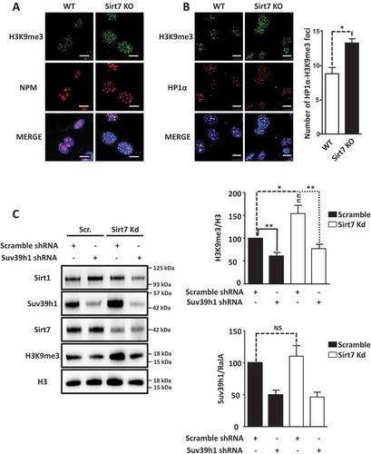 Figure 2. Inactivation of Sirt7 increases Suv39h1 activity. (A, B) Increased levels of H3K9me3 (A) and HP1α (B) in Sirt7 knockout MEFs (Sirt7 KO) visualized by immunofluorescence. Nucleoli were visualized by nucleophosmin (NPM) staining (A). Scale bars 10µm. Quantifications are shown in the panel on the right. (C) Western blot analysis of increased H3K9me3 levels indicates increased Suv39h1 activity after stable knockdown of Sirt7 in U2OS cells. Quantifications of H3K9me3 (upper panel) and Suv39h1 (lower panel) levels are shown on the right. Note that the increased H3K9me3 level in Sirt7 knockdown cells is reverted by knockdown of Suv39h1. The graph represents the average ± standard deviation of 4 independent experiments using four different, independently derived stable cell lines. *p < 0.05, **p < 0.01, NS: not significant.