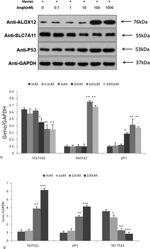 Figure 2. The expression of ALOX12, P53 and SLC7A11 in HUVECs after treatment of Ang II for 48 h. (a) Western blot analysis. (b) RT-PCR verification . Data are presented as relative values compared to control data. Mean ± SEM; *p < .05 vs. control,**p < .01, ***p < .001 vs. control.