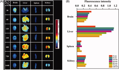 Figure 3. In vivo tissue distribution of albiflorin-NGSTH. (A) Fluorescence distribution of albiflorin-NGSTH. (B) Fluorescence intensity analysis of organs.