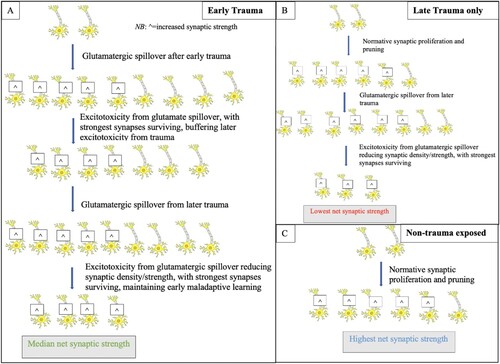 Figure 6. Proposed mechanisms of relationship between synaptic strength and early trauma (6a), late trauma only (6b), and healthy development with no trauma exposure (6c). It may be that early trauma results in early over-strengthening of synapses to increase learning in the early adverse environment (Lebon et al., Citation2002). This may then be followed by reductions resulting from the toxic effects of psychopathology or subsequent trauma that then reduces synaptic strength over time (Letourneau et al., Citation2018). Individuals with early trauma may have the initial buffer of increased synaptic strength that compensates for this reduction, resulting in higher net strength among those with higher ETI compared to those with lower ETI. Note: ^ = increased synaptic strength, with these synapses most likely to survive.