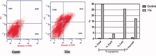 Figure 3. Effect of coumarin 11a on the percentage of AV positive staining in breast MCF-7 cells.