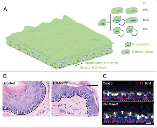 Figure 3. Cell dynamics after complete epithelial replacement by DN-Maml1 cells. (A) At long time points after induction, the entire esophageal epithelium is replaced by DN-Maml1 mutant cells (green). As this happens, the 3 division outcomes of normal progenitor cells are reinstated, with balanced probabilities. Tissue turnover is still accelerated, but a new ‘steady-state’ is reached. (B) Section of mouse esophageal epithelium showing epithelial buckling at 1 year post-induction in DM-Maml1 mice compared to aged-matched uninduced controls. Scale bar 20 μm. (C) Side view of 3-dimensional reconstructions of confocal images showing increased cell density (arrows) one year post induction in DM-Maml1 mutant epithelium compared to aged-matched uninduced controls. Basal cell marker Keratin 14 is red, suprabasal marker Keratin 4 in white, and Dapi blue. Dotted line indicates basement membrane, brackets indicate epithelial thickness. Scale bar 10 μm.