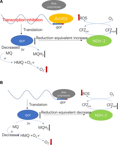 Figure 10 Rv1453 could change the level of reactive oxygen species by regulating the transcription of qor gene, thus affecting the susceptibility of the M. tuberculosis H37Rv against clofazimine. (A) Excessive Rv1453 protein could inhibit the transcription of qor gene and increase the level of reactive oxygen species, which increased the sensitivity of the strain to clofazimine. (B) The deletion of Rv1453 protein increased the transcription of qor gene and decreased the level of reactive oxygen species, which reduced the sensitivity of the strain to clofazimine.