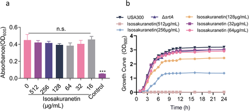 Figure 2. Isosakuranetin does not interfere with the growth of S. aureus USA300 (a) The minimum inhibitory concentration of isosakuranetin against S. aureus USA300 is greater than 512 μg/mL based on the multiplicative dilution method. (b) Growth curves of S. aureus USA300 in the presence or absence of isosakuranetin (32 or 64 μg/mL). The ΔsrtA strain without any treatment served as a control. n.s. indicates P>0.05. The statistical analysis of the MIC data was rigorously conducted using one-way ANOVA.