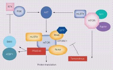 Figure 1. Signal transduction pathway involving mTOR.