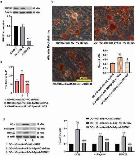 Figure 6. MiR-340-5p facilitated osteogenic differentiation through regulation of RUNX2 in MC3T3-E1 cells. (a) Cells were infected with lentivirus-based shRUNX2 or NC shRNA for 72 h. The protein expression of RUNX2 was detected by immunoblotting. (b) Cells were co-infected with anti-miR-340-5p or anti-NC and shRUNX2 or NC shRNA for 72 h. Subsequently, osteoblast differentiation was induced, and cells were treated with HG for 14 days. ALP activity was measured with the kit. (c) Treated cells were stained with Alizarin Red and quantified accordingly. Scale bar = 50 μm. (d) OCN, collagen-I, and RUNX2 protein levels were evaluated with immunoblotting. Data were represented as means ± SD (N = 3 per group). cccP < 0.001 versus NC shRNA; %%P < 0.01 versus OD+HG+anti-NC+NC shRNA group; @P < 0.05 and @@P < 0.01 versus OD+HG+anti-miR-340-5p+NC shRNA group