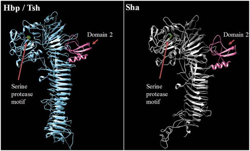Figure 5. Stereo ribbon diagram showing the predicted three-dimensional structure of the Sha SPATE passenger domain derived from the Hbp/Tsh crystal structure.Crystal structure of the Heme-binding protein (Hbp) (PDB 1WXR), which is near identical to Tsh, was used to model a homologous structure based on alignment with the Sha protein sequence. The model was generated using the I-TASSER server with 100.0% confidence by the single highest scoring template. Sha is shown to harbor a conserved domain, domain 2 (shown in pink), which is characteristic of class 2 SPATEs.