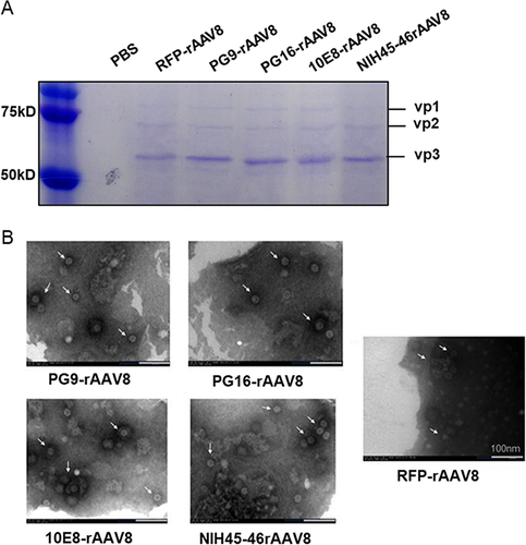 Figure 2 Characterization of purified rAAV8s. (A) Analysis of capsid proteins by SDS-PAGE indicating molecular weights of VP1 (∼87 kDa), VP2 (∼72 kDa), and VP3 (∼62 kDa). (B) The white arrows indicate the rAAV8 nano-vectors. Morphological analysis via TEM. Scale bar,100 nm.