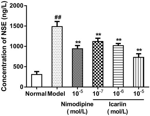 Figure 5. Effect of icariin on NSE levels in OGD-treated PC12 cells. Model control cells were treated with 2 h OGD. The treated cells were incubated with icariin(10−7, 10−6 or 10−5 mol/L) or nimodipine (10 μmol/L) 1 h before OGD and 2 h throughout OGD. Normal control cells were incubated in a regular cell culture incubator under normoxic conditions. After these treatments, NSE levels in cell supernatant fluid was analyzed using ELISA assay. Mean ± SD for six samples. ##p < 0.01 vs normal control group. **p < 0.01 vs model control group.