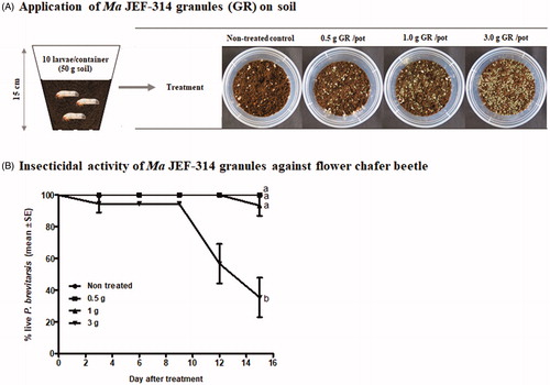 Figure 4. Efficacy of different quantities of the fungi granules against the dwelling second instar larvae of the flower chafer beetle. (A) Experimental procedure for the employed assay; (B) Survival curves of larvae treated with different quantities of the granule-based formulation.