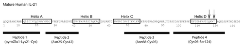 Figure 7 Amino acid sequence of mature hIL-21. Residues 1–133 of the mature hIL-21 polypeptide, lacking the signal sequence, are shown. Helices A–D are boxed, and the four synthetic peptides used to assess binding of the IL-21 mAbs by ELISA and western blot (Table 3) are indicated. The two arrows denote the residues mutated in helix D (Q116D and I119D) of the IL-21 mutein; these two mutations do not affect the ability of the mutein to bind IL-21R, but prevent signaling through the IL-21R/γc complex, and are thought to be critical residues for γc binding.Citation57,Citation58