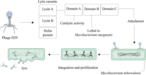 Figure 3 Overview of phage D29 mediated Mycobacterium tuberculosis lysis.