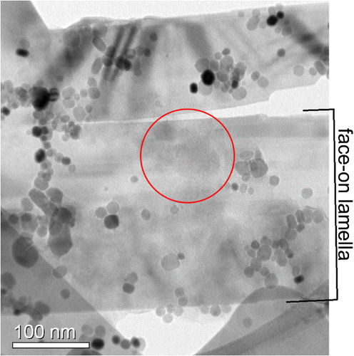 Figure 10. (colour online) TEM bright field (BF) micrograph of electrolytically isolated (i) CrMoN2 lamella and (ii) spherical (Cr,Mo)N x particles. The (dissolved) specimen was a thin foil (thickness approx. 200 μm, cf. Section 2.2) that was homogeneously nitrided at 580 °C for 72 h with a nitriding potential of 0.1 atm−½ to have a fully DP microstructure. Spherical particles from the dissolved ferrite lamellae had deposited on the faces of the CrMoN2 lamellae upon electrolytic dissolution. The grey circle indicates the aperture position for EDX spot analysis: a Mo/Cr-ratio larger than 1 was observed (see discussion in Section 3.2).