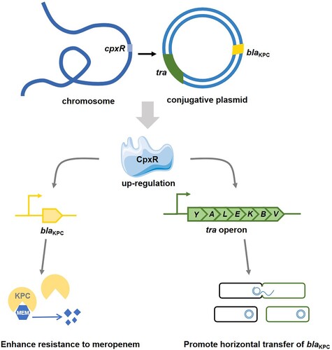 Figure 8. Proposed model for CpxR-mediated transcriptional regulation of blaKPC and tra operon on the conjugative resistance plasmid.