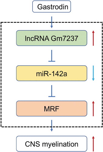 Figure 8. A schematic diagram of GAS-promoted CNS myelination. GAS upregulates the lncRNA Gm7237, which directly regulates miR-142/MRF pathway