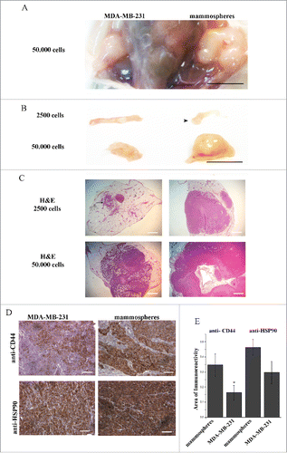 Figure 4. Orthotopic inoculation of MDA-MB-231 cells and mammospheres, revealed enrichment of CD44 positive cells in mammosphere-derived tumors. Eight weeks post inoculation, left and right panels show MDA-MB-231- and mammosphere-derived tumors, respectively. (A) The anatomical site demonstrating tumors formed in both mammary fat pads after inoculation of 50,000 cells/site. (B) Macroscopic pictures of orthotopic xenografts. Arrowhead shows a palpable mammosphere-derived tumor after injection of 2,500 cells. (C) Corresponding hematoxylin/eosin (H&E) stained sections of the xenografts shown in (B). Administration of 2,500 MDA-MB231 cells results in a very small niche of cancer cells (arrow). (D) Immunostaining of tumors derived from mice injected with 50,000 cells/site, using anti-CD44 and anti-HSP90 antibodies. (E) Quantification of CD44 expression showed a significant enhancement (*p < 0.05) in the mammosphere-derived tumors as compared to the MDA-MB-231-derived ones, whereas increased HSP90 expression in the mammosphere-derived tumors as compared to the MDA-MB-231 derived ones was not statistically significant. *p < 0.05. In (A) and (B) bars correspond to 10 mm, in (C) bars correspond to 1100 μm and in (D) bar corresponds to 100 μm.