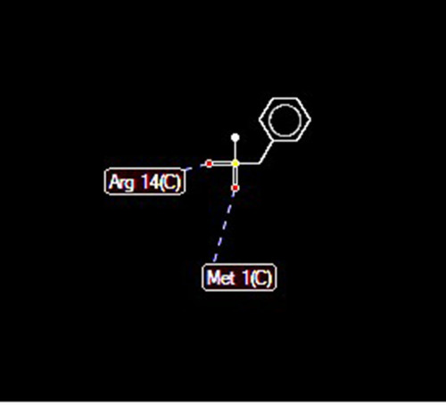 Figure 6 Docking between PMSF and ClpP protease indicated possible hydrogen bonds (length of 2.6 A) at arginine 14 and methionine 1 positions.