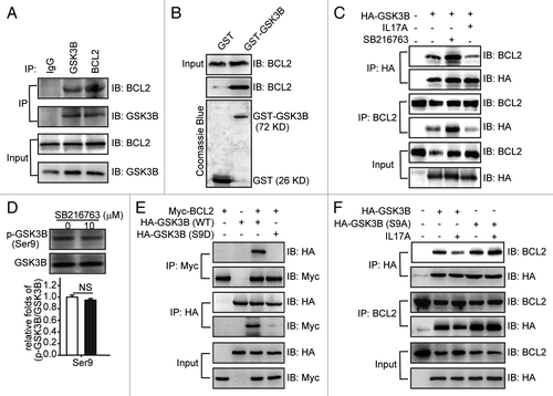 Figure 5. IL17A promotes the dissociation of GSK3B and BCL2 by phosphorylating GSK3B at Ser9. (A) BCL2 interacts with GSK3B. Whole cell extracts were immunoprecipitated with anti-BCL2 antibody or equal amount of mouse IgG and blotted with an anti-GSK3B antibody. (B) In vitro binding between BCL2 and GSK3B. Cell lysates were incubated with equal amounts of GST or GST-GSK3B and analyzed by western blotting using the anti-BCL2 antibody. The presence of the GST fusion proteins was confirmed by staining gels with Coomassie Blue. (C) IL17A reduces the association between GSK3B and BCL2, while SB216763 induces it. Cells were transfected with HA-GSK3B plasmids for 24 h and then stimulated with or without IL17A (30 ng/ml) or SB216763 (10 μM) for 2 h. Cell lysates were immunoprecipitated with anti-HA antibody, and then blotted with anti-BCL2 antibody. (D) SB216763 could not phosphorylate GSK3B at Ser9. Cells were incubated with SB216763 (10 μM) for 2 h. Then cell lysates were collected for immunoblotting. Data are represented as the mean ± SE (n = 4). (E) Phosphorylation of GSK3B Ser9 inhibits its association with BCL2. BCL2-Myc was cotransfected with GSK3B-HA or its S9D-HA mutant. After 24 h transfection, whole cell extracts were immunoprecipitated with an anti-HA antibody and blotted with anti-Myc antibody. (F) Phosphorylation of GSK3B Ser9 is necessary for the dissociation of GSK3B and BCL2 regulated by IL17A. Cells were transfected with GSK3B-HA and S9A-HA mutant expression plasmids. After 24 h transfection, cells were stimulated with or without IL17A (30 ng/ml) for 2 h, then cell lysates were prepared and immunoprecipitated with anti-HA antibody. The precipitates were detected by anti-BCL2 antibody. NS, non-significant.