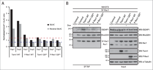 Figure 4. Rac1-IQGAP1 interaction is enhanced upon activation of Rac1 by Tiam1. (A) Graph representing normalized IQGAP1 SILAC ratios relative to NIH3T3 cells expressing SF-Rac1 alone from 2 SILAC and 2 reverse SILAC SF-TAP screens (Exp1 and Exp2). Dashed lines represent the upper (red line) and lower (blue line) bounds of the cut-off applied to infer changes in Rac1 binding. (B) StrepII-FLAG Tandem Affinity Purification (SF-TAP) of SF-Rac1 from NIH3T3 cells treated with ethanol (- dox) or 1 μg ml−1 doxycycline (+ dox) to induce expression of SF Rac1 alone (control) or together with the indicated GEFs. Co-precipitated endogenous IQGAP1 and RhoGDI1 were detected by protein gel blot analysis. α-Tubulin was used as a loading control.