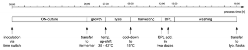 Figure 4 Process timeline for the production of BG including the pre-culture (ON) and downstream processing.