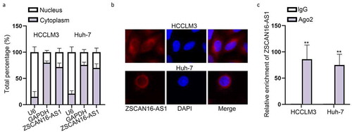 Figure 2. ZSCAN16-AS1 acts as a ceRNA to exert functions in HCC cells. A-B) Cellular distribution of ZSCAN16-AS1 in HCC cells was confirmed by subcellular fractionation and FISH assays. C) Association between ZSCAN16-AS1 and Ago2 was detected by RIP assays. **P < 0.01