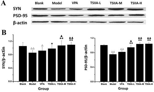 Figure 6. Western blot study of tanshinone IIA's effect on hippocampus SYN and PSD-95 expression. (A) Western blotting was used to evaluate the protein expression of SYN and PSD-95 in the hippocampus, and β-actin was used as an internal control. (B) Densitometry analysis was performed using the Image J software. Results are presented as means ± SEM. Δp < 0.05, ΔΔp < 0.01 vs. blank; *p < 0.05, **p < 0.01 vs. model; ▲p < 0.05, ▲▲p < 0.01 vs. VPA (n = 6 per group).