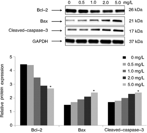Figure 3. Effects of different concentrations of Tan IIA on expression of Bcl-2, Bax and Caspase-3 proteins in C4-1 cells.Note: Protein expression levels were detected by Western blotting. GAPDH was used as internal control and normalized to 100%. The results were similar in three separate experiments. Quantitative analysis of the relative levels of target proteins was done using the NIH ImageJ software. #P < 0.05, *P < 0.01 vs. the control.