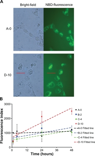 Figure 5 Cellular uptake of fluorescently labeled lipoplexes. A) Bright-field and fluorescence microscope pictures taken two days after H1299 cells were transfected with NBD-labeled A-0 (upper panel) and D-10 lipoplexes (lower panel). Scale bar marked in red indicates 15 μm. B) NBD fluorescence in cell lysates was measured at different time points after addition to cell cultures. Non-PEGylated A-0 lipoplex is rapidly taken up by cells to a saturating level within one hour and remain constant hereafter (fitted line [estimate ± standard error]: Fluorescence index = (1001 ± 102) + (2.8 ± 3.6) × time) Slope confidence interval includes 0. In contrast, PEGylated lipoplexes are gradually taken up over two days. Fitted lines: B-2: Fluorescence index = (626 ± 115) + (15 ± 4.3) x time; C-4: Fluorescence index = (487 ± 71) + (15 ± 2.9) × time; D-10: Fluorescence index = (678 ± 92) + (44 ± 3.7) × time. Slope confidence interval exclude 0. Data are normalized and averaged from triplicates of three independent experiments (average ± SD).