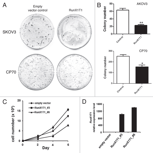 Figure 9 RunX1T1 exhibits tumor suppressor activity in ovarian cancer in vitro. (A) Expression of RunX1T1 inhibited tumor growth as demonstrated in colony forming assay. SKOV3 and CP70 cells transfected with RunX1T1 expressing vector showed a significant reduction in the number of colonies as compared with control after G418 selection. (B) Quantitative analysis of the number of colonies formed by colony forming assay. Each error bar represents standard error calculated from triplicates. (C) Stable transfectants of SKOV3 cells transfected either with RunX1T1 expression vector (RunX1T1_#3. RunX1T1_#8) or empty vector were selected for growth analysis. The number of cell was determined by hematcytometer at the designated day. (D) Expression level of the RunX1T1 stable transfectant and empty vector control was detected by quantitative RT-PCR. RunX1T1 restoration showed marked reduction in tumor growth. **p < 0.01.