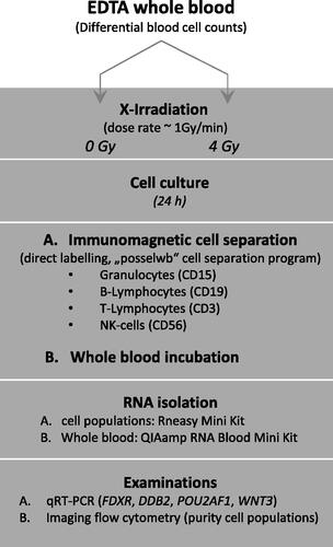 Figure 1. Study overview. Study design overview including X-irradiation of EDTA-whole blood samples, in vitro culture, whole blood cell population separation (including one whole blood cell culture), RNA isolation and gene expression measurements, and flow cytometry measurements showing successful cell separation.