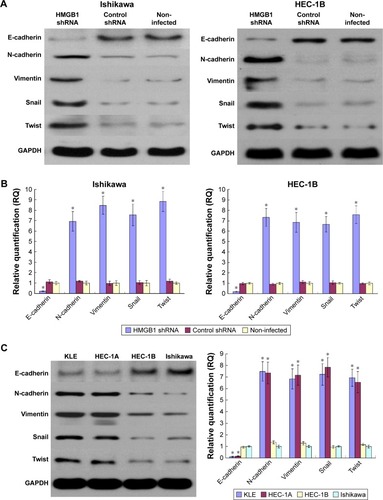 Figure 7 Effects of HMGB1 knockdown on EMT markers. After RNA interference, EMT markers, including E-cadherin, N-cadherin, vimentin, Snail and Twist, in the lentivirus-infected cells were measured by (A) Western blotting and (B) RT-qPCR. HMGB1 knockdown significantly increased the expression of N-cadherin, vimentin, Snail and Twist but decreased the expression of E-cadherin. (C) Compared to HMGB1 – high cell lines (Ishikawa, HEC-1B), HMGB1 – low cell lines (HEC-1A and KLE) showed lower expression of N-cadherin, vimentin, Snail and Twist and higher expression of E-cadherin. *P<0.05.