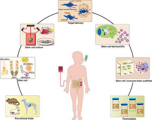 Figure 2 Stem cell-based therapy strategies for inflammatory bowel diseases.