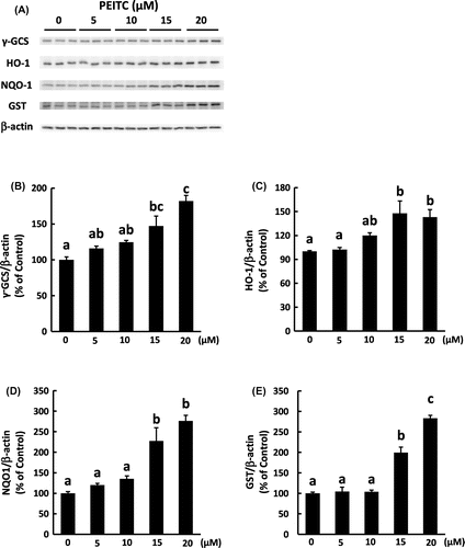 Fig. 3. Effect of PEITC on the protein level of Nrf2-regulating genes.
