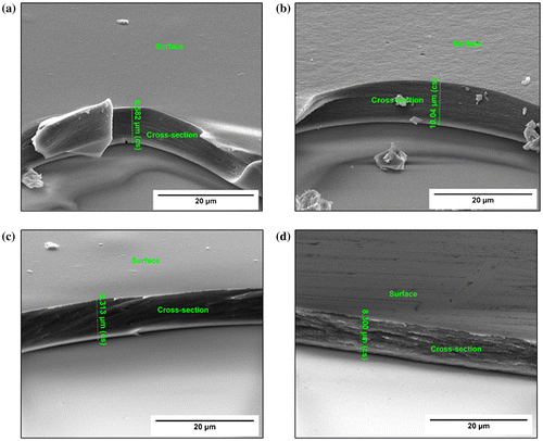 Figure 5. SEM images displaying the thickness and apparent surface roughness of the various chitosan samples: (a) plain chitosan, (b) Chi-TEOS IPN, (c) Chi-TEOS IPN-Ag and (d) Chi-TEOS IPN-Au.