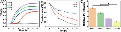 Figure 1 Antibacterial activity of (1,4-DBTPP)Br2. (A) Growth curve of Methicillin-resistant Staphylococcus aureus (MRSA) after incubation with various concentrations of (1,4-DBTPP)Br2 (1–5: 1, 1/2, 1/4, 1/8, and 0 × MIC). (B) Bacteria cell survival rate after incubation with various concentrations of (1,4-DBTPP)Br2 (1–3: 4, 2, and 1 × MIC). (C) Relative fluorescence intensity of intracellular reactive oxygen species production level in MRSA treated with various concentrations of (1,4-DBTPP)Br2 for 2 h. Data are means ± SD, n = 6, Student’s t-test; * p < 0.05 compared to the PBS-treated group.