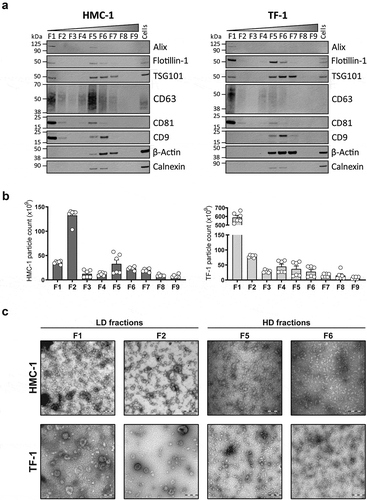 Figure 3. Characterization of sEVs in LD and HD fractions.(a) After density flotation and fractionation of HMC-1 and TF-1 sEVs in high-resolution iodixanol gradients, equal volume (15 µL) of each fraction (F1–F9) and 10 µg of total whole-cell lysates were loaded on SDS-PAGE gels. Membranes were blotted with the following antibodies: Alix (~100 kDa), Flotillin-1 (~48 kDa), TSG101 (~47 kDa), CD63 (~30–60 kDa), CD81 (~22 kDa), CD9 (~20 kDa), β-Actin (~42 kDa) and Calnexin (~90 kDa). (b) Nanoparticle Tracking Analysis of the total number of particles per fraction from the HMC-1 and TF-1 gradients (ZetaView). Bars represent the mean ± SEM of two independent experiments run in triplicate. (c) Representative negative staining electron transmission microscopy images of HMC-1 and TF-1 high-resolution density fractions (F1, F2, F5, F6). Five microliters were loaded to the grids per each fraction. Scale bars = 200 nm.