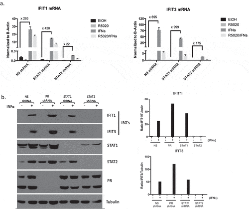 Figure 5. STAT2 is essential for efficient ISG transcription.