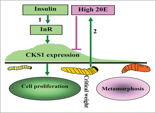 Figure 11. Illustration of the function and hormonal regulation of CKS1 in insect development. (1) insulin via its receptor InR promotes CKS1 expression for cell proliferation and larval growth to reach to critical body weight; (2) the last instar larvae produces high titer of 20E to repress CKS1 expression.