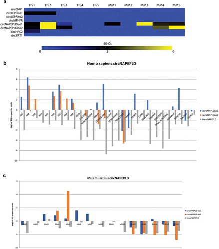 Figure 1. Expression of candidate circRNAs (a), circNAPEPLD and linear NAPEPLD in HS (b) and MM (c) SPZ and tissues. (a) Heat Map showing the expression of the six candidate circRNAs. Data are shown as 40 – Ct. (b and c) Bar chart showing the expression values relating to NAPEPLD circular and linear isoforms in Homo sapiens and Mus musculus samples, respectively. RNA from testis was used as calibrator. Expression is shown as Log2 of RQ compared to testis.