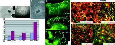 Figure 4 Loss of vinculin promotes PE outgrowth, and ROCK inhibition of these cultures promotes an additional increase in outgrowth. Phase contrast images of wild type (A), vinculin-null (B), and Y-27632-treated vinculin-null PE outgrowth (C). Loss of vinculin promotes an approximately 2-fold increase in PE outgrowth and addition of Y-27632 increases the extent of outgrowth an additional 2-fold in these cultures (D). Based upon α-actinin localization, vinculin-null outgrowth retains robust focal adhesions (E, F) that are absent upon treatment with Y-27632 (G). Colocalization of α-actinin or paxillin with phalloidin demonstrates the loss of stress fibers as well as focal adhesions upon treatment of vinculin-null outgrowth (H and J) with Y-27632 (I and K).