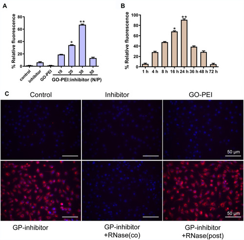 Figure 4 The efficiency evaluation of cy3-labeled miR-214 inhibitor delivery by GO-PEI complexes. (A) The relative fluorescence of GO-PEI and miR-214 inhibitor at various N/P ratios (0, 10, 20, 30 and 60). *p < 0.05, **p < 0.01. (B) The relative fluorescence of GO-PEI and miR-214 inhibitor at the N/P ratio of 30 at different time points (1, 4, 8, 16, 24, 36, 48 and 72 h). *p < 0.05, **p < 0.01. (C) Fluorescence images of cy3-labeled miR-214 (red) delivered by GO-PEI within MG63 cells are shown. The nuclei were stained with DAPI (blue). Scale bars: 50 μm.