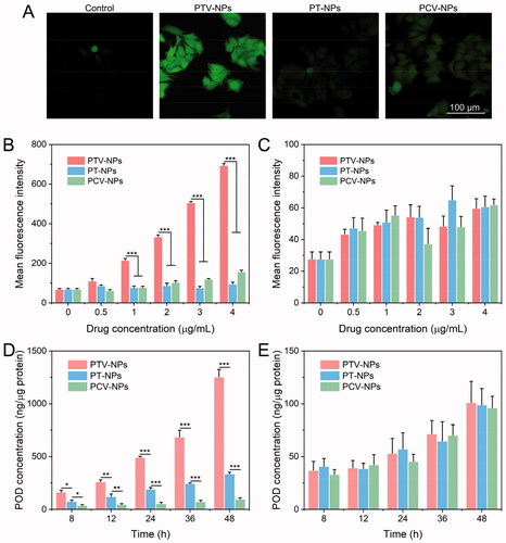 Figure 5. Intracellular ROS amplification and acceleration drug release assay. (A) CLSM images of MCF-7 cells after incubated with PTV-NPs, PT-NPs, and PCV-NPs. (B,C) Flow cytometry quantitative analysis of ROS levels in MCF-7 cells (B) and NIH-3T3 cells (C) incubated with PTV-NPs, PT-NPs, and PCV-NPs at various doses for 12 h. (D,E) HPLC quantitative detection of POD concentration in MCF-7 (D) and NIH-3T3 cells (E) treated with PTV-NPs, PT-NPs, and PCV-NPs at 5 μg/mL (equal to POD) for different times. All the data are exhibited as mean ± SD (n = 3); **p < .01, ***p < .001.